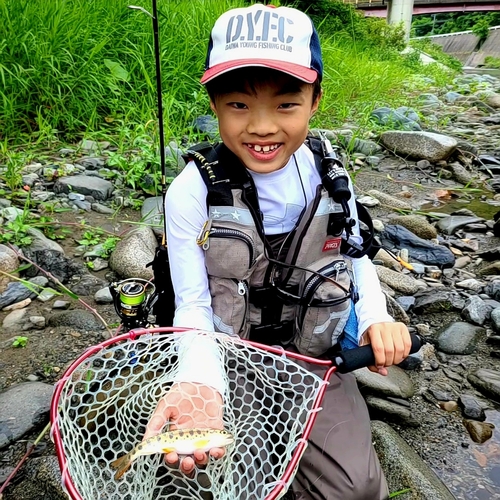 ヤマメの釣果