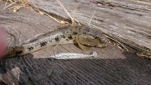 マハゼの釣果