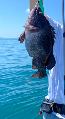 マゾイの釣果