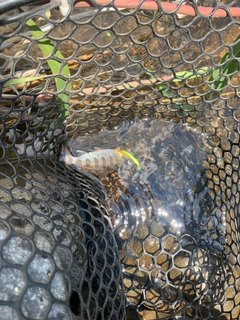 アマゴの釣果