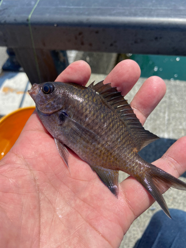 スズメダイの釣果