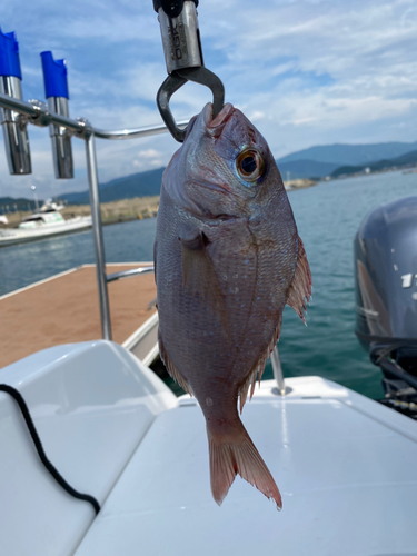 マダイの釣果