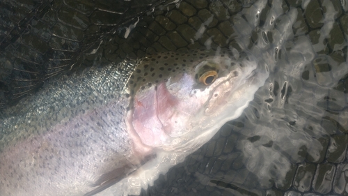 ニジマスの釣果