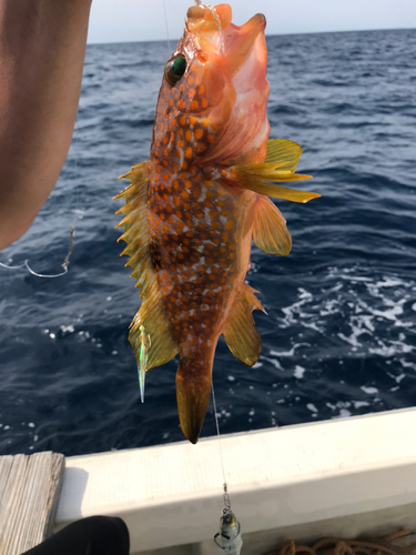 アコウの釣果