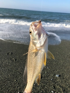 イシモチの釣果