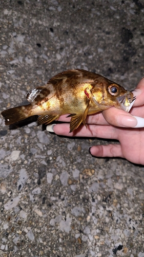 メバルの釣果