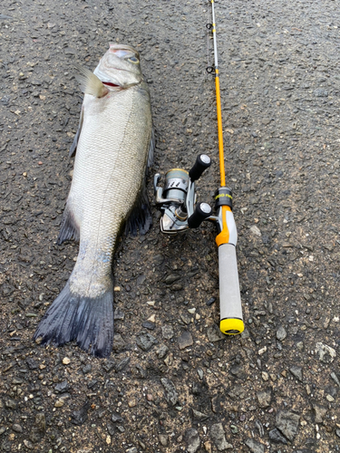 ヒラスズキの釣果