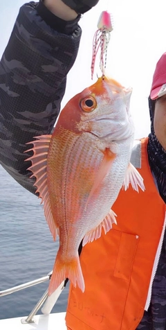 レンコダイの釣果