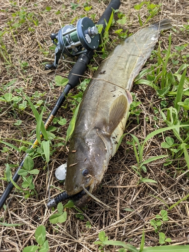 ナマズの釣果