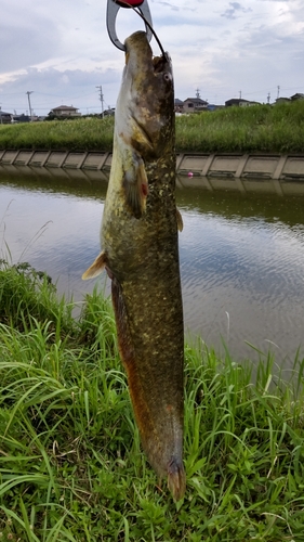 ナマズの釣果