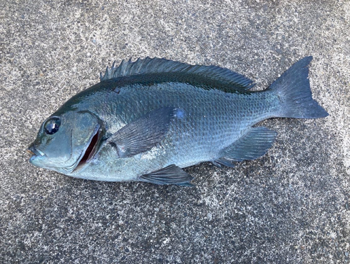 メジナの釣果