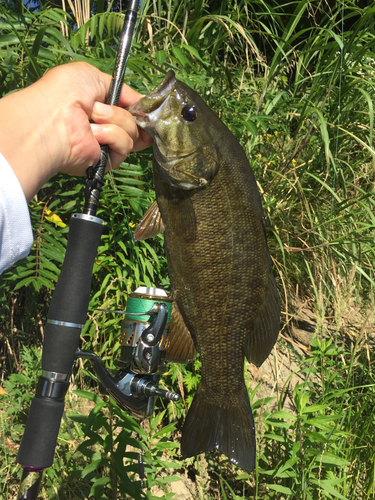 スモールマウスバスの釣果