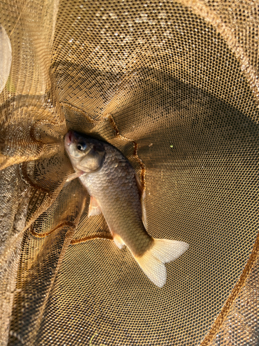 フナの釣果