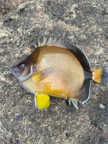 チョウチョウウオの釣果