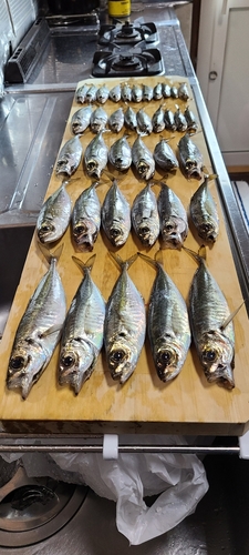 アジの釣果