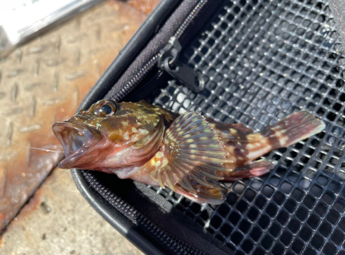 カサゴの釣果