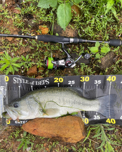 ブラックバスの釣果