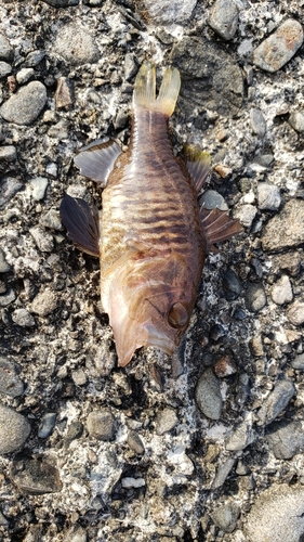 クロイシモチの釣果