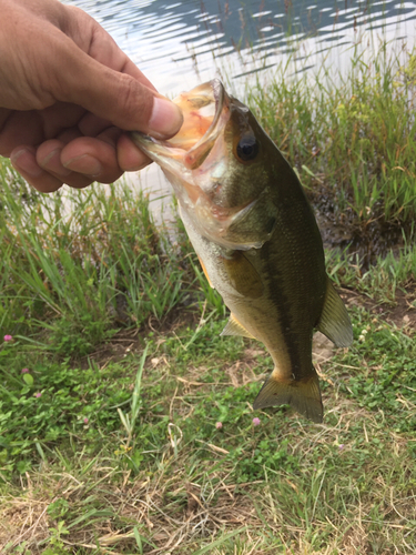 ラージマウスバスの釣果