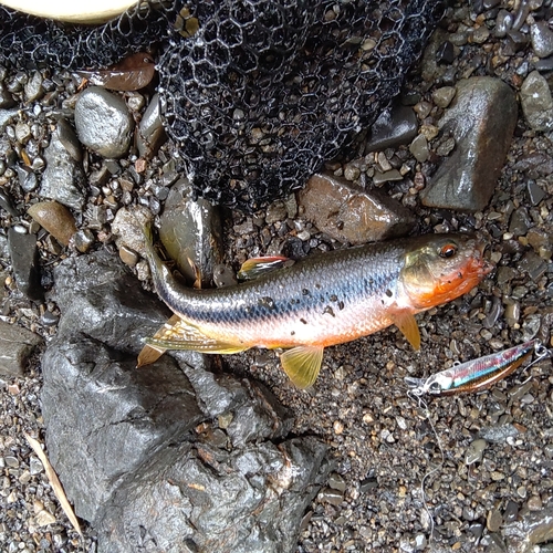 カワムツの釣果