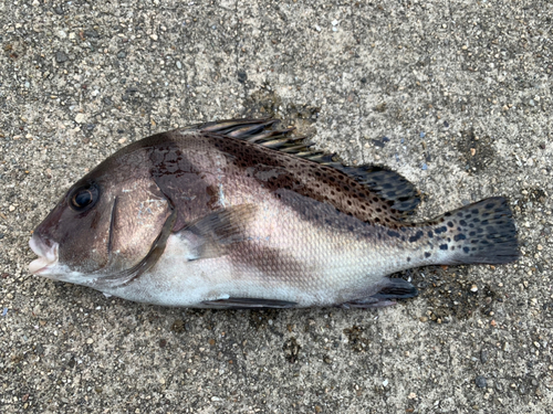 コショウダイの釣果