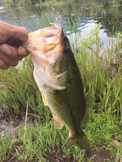 ラージマウスバスの釣果