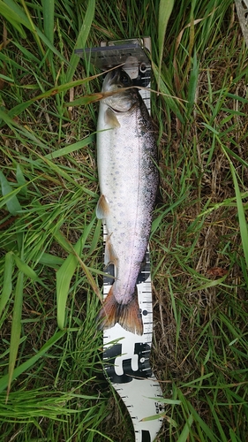 ヤマメの釣果