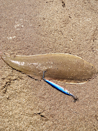 シタビラメの釣果