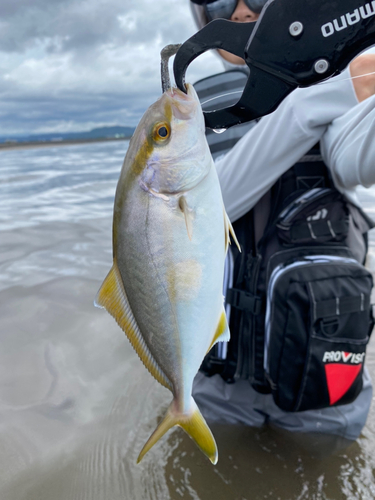 ショゴの釣果