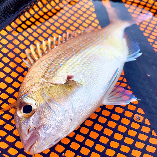 マダイの釣果