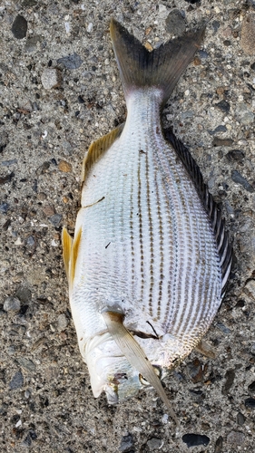 ヘダイの釣果