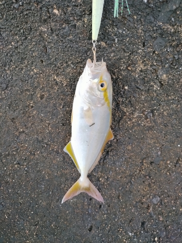 ショゴの釣果