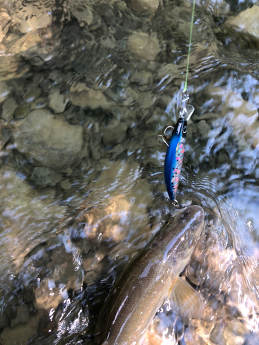 ウグイの釣果