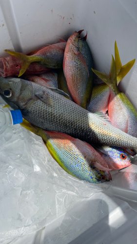 アオチビキの釣果