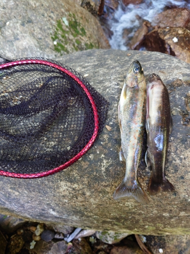 イワナの釣果