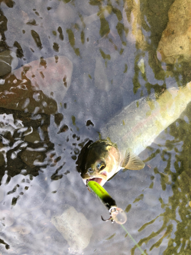 ニジマスの釣果