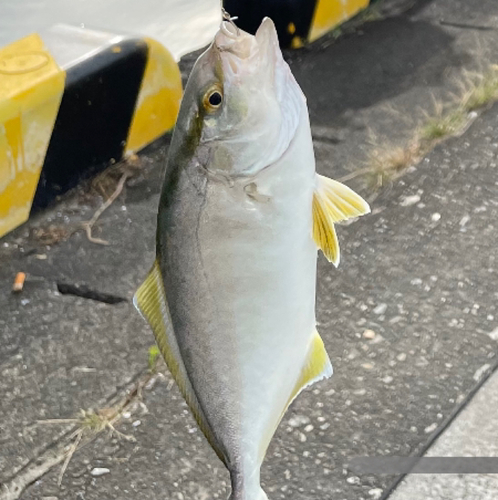 モジャコの釣果