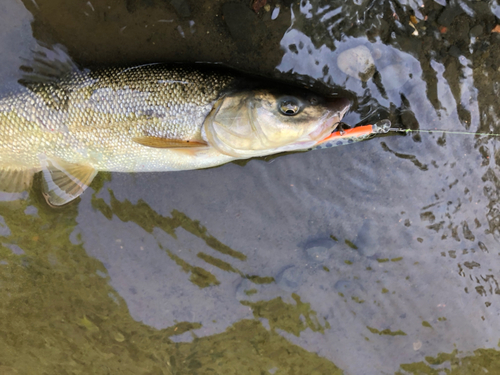 ウグイの釣果