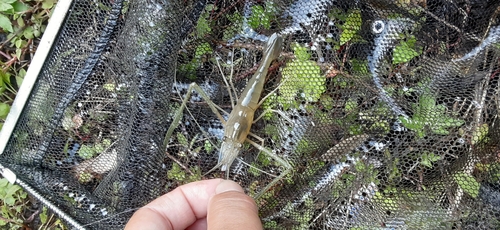 テナガエビの釣果