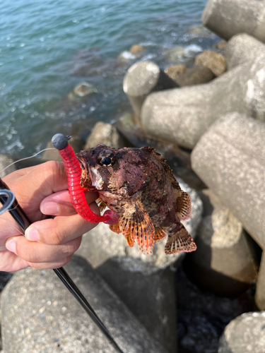 カサゴの釣果