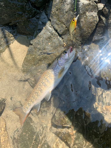 イワナの釣果