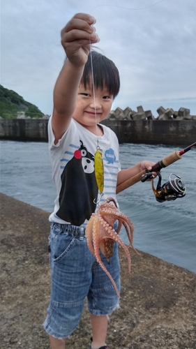 タコの釣果