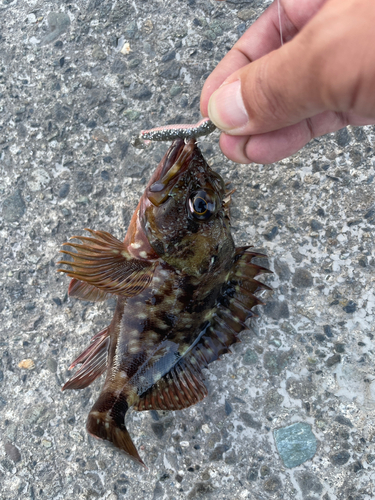 カサゴの釣果