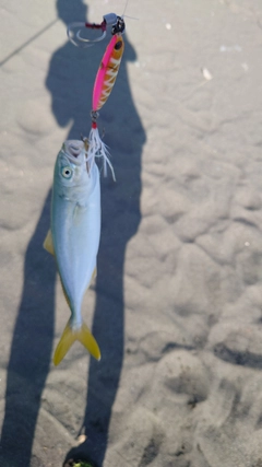 ワカシの釣果