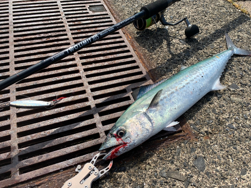 サゴシの釣果