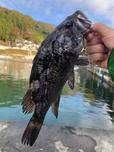 クロソイの釣果