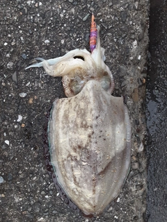 コウイカの釣果