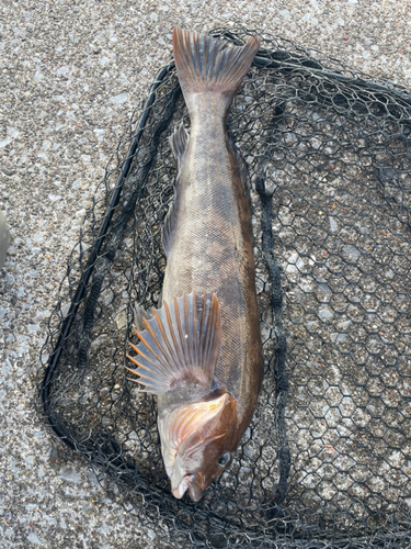 アブラコの釣果