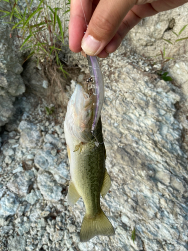 ラージマウスバスの釣果