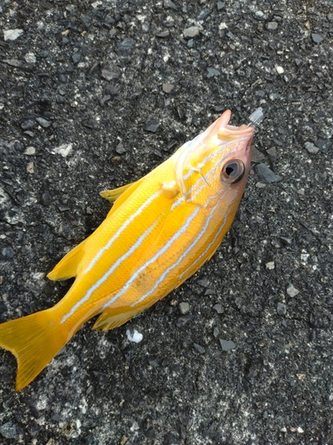 ロクセンフエダイの釣果